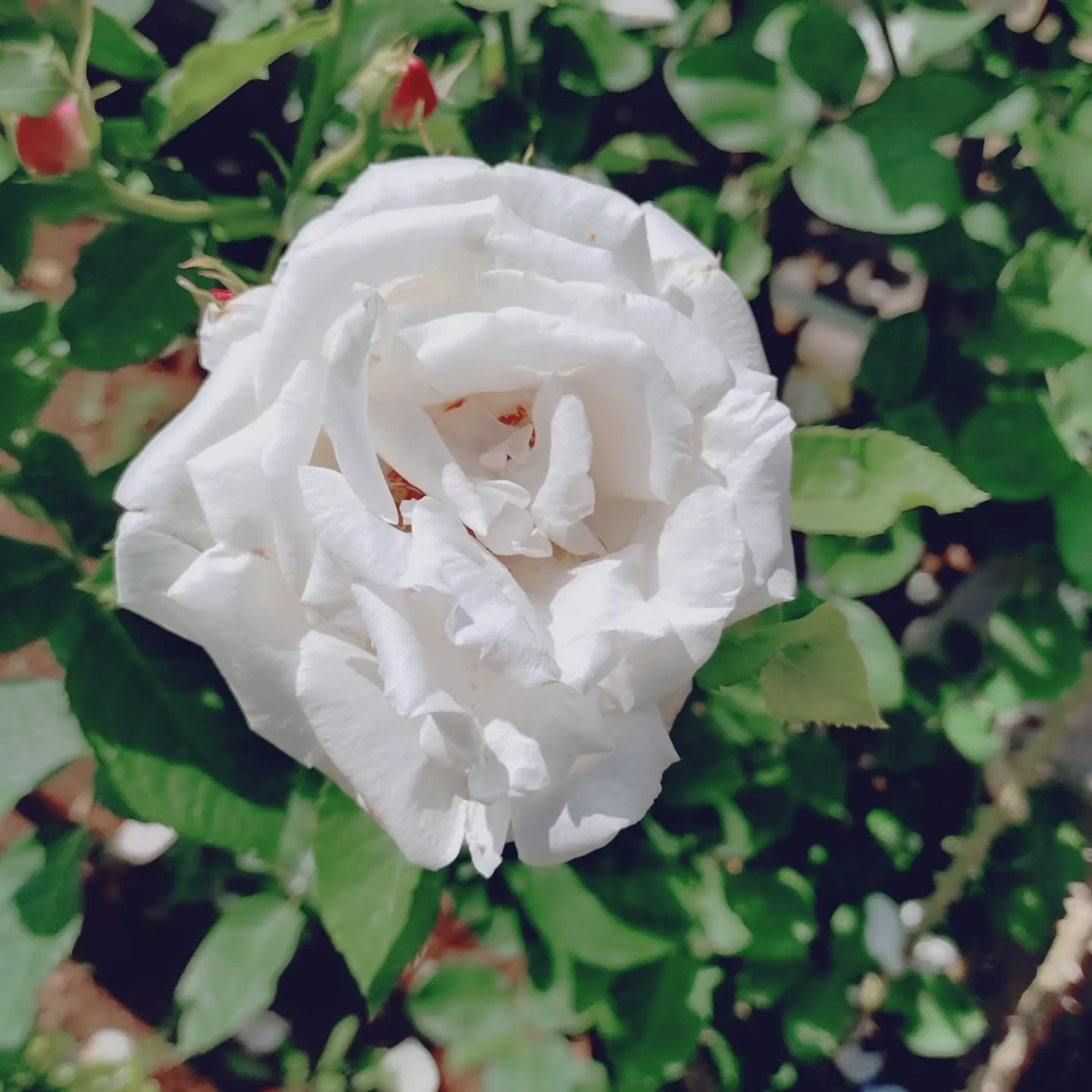 定休日🌹
