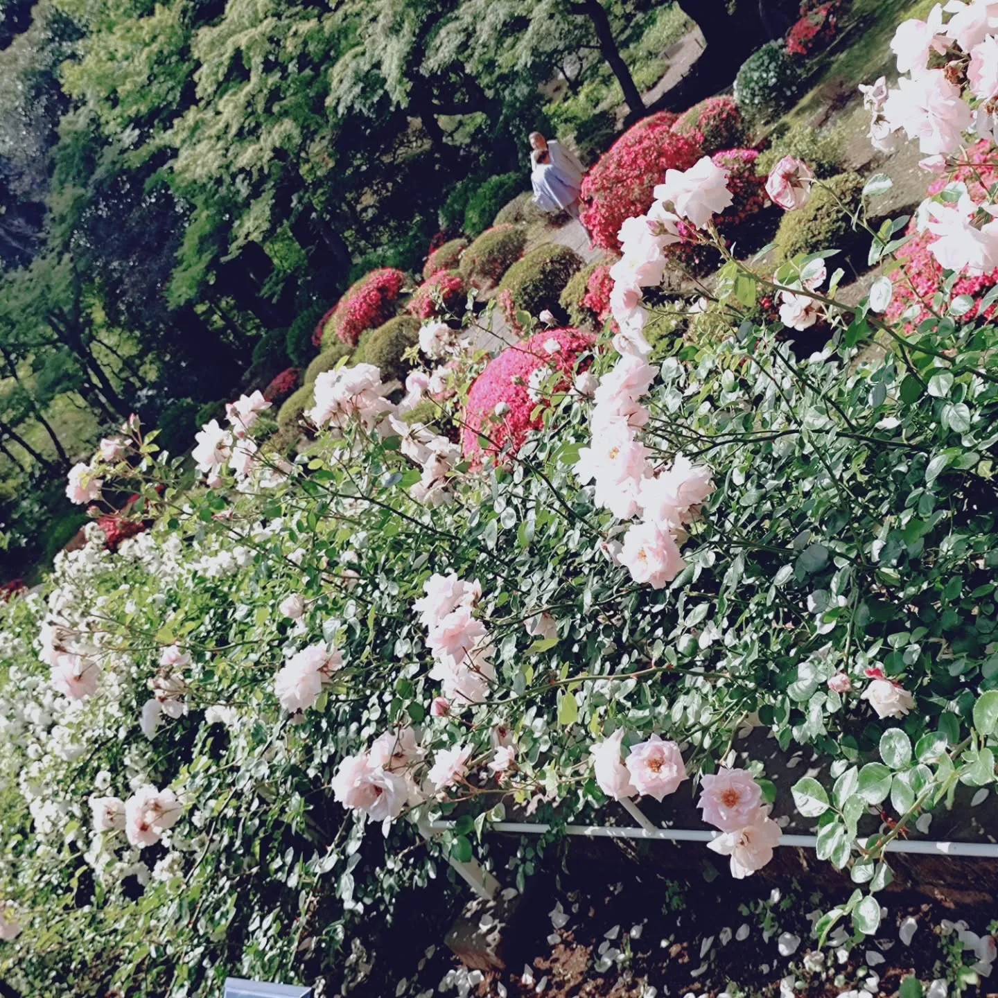 定休日🌹