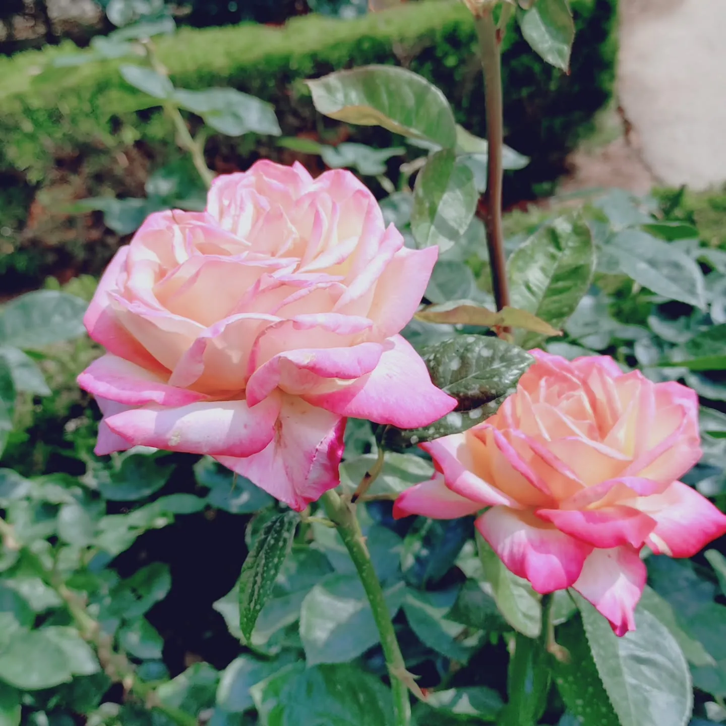定休日🌹
