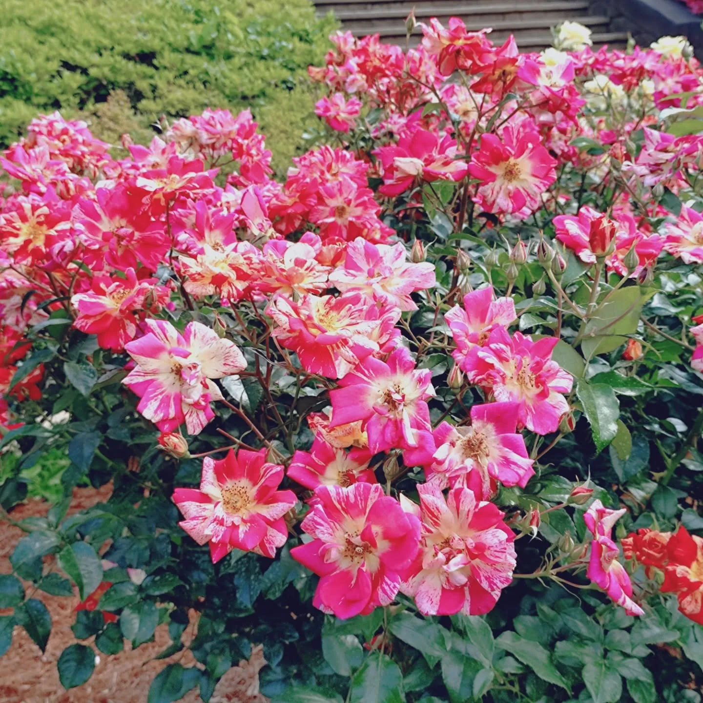 定休日🌹