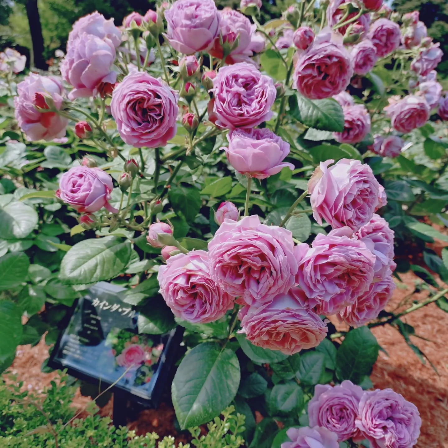 定休日🌹