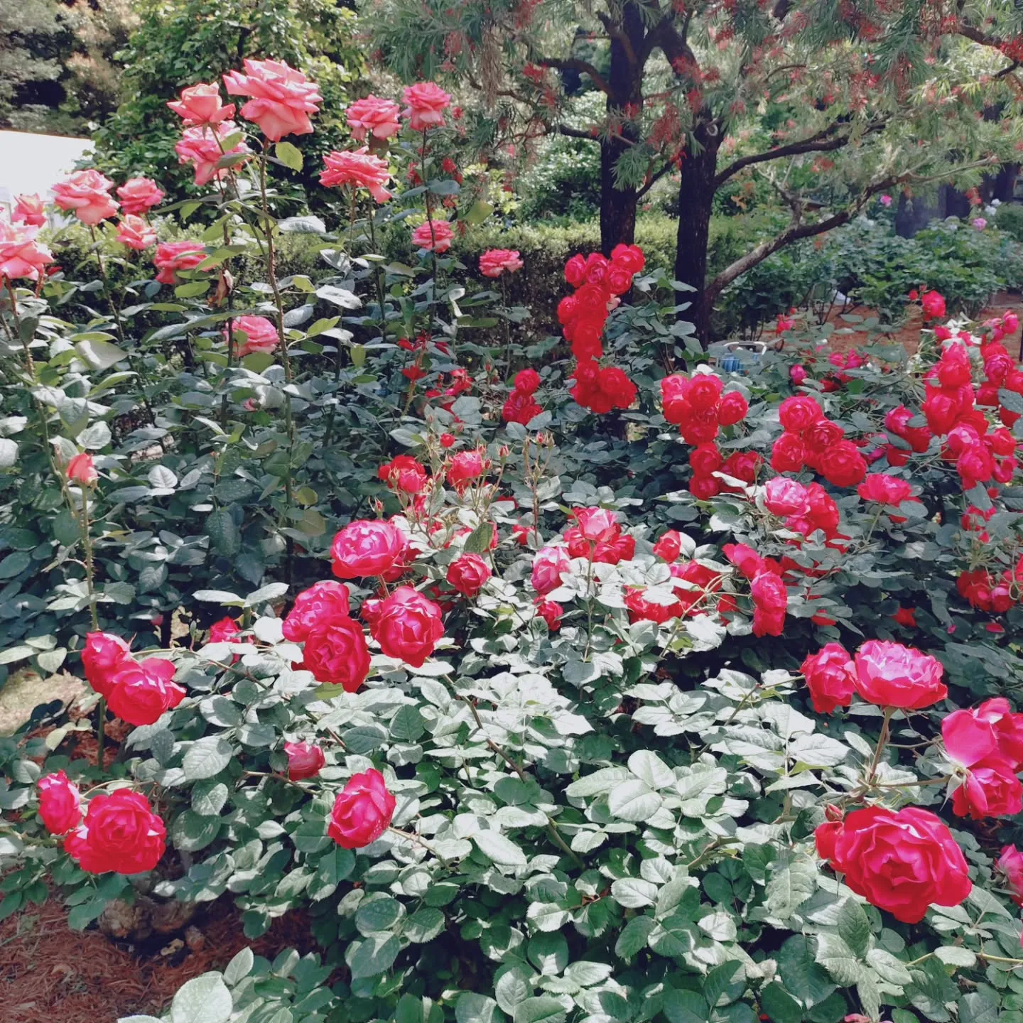 定休日🌹